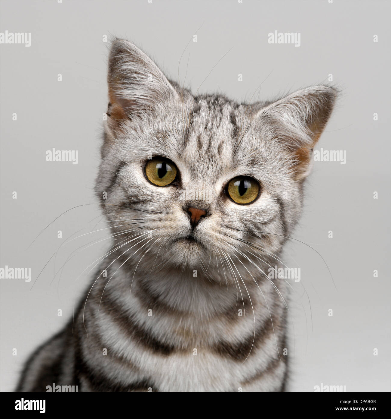 Young silver tabby cat Stock Photo