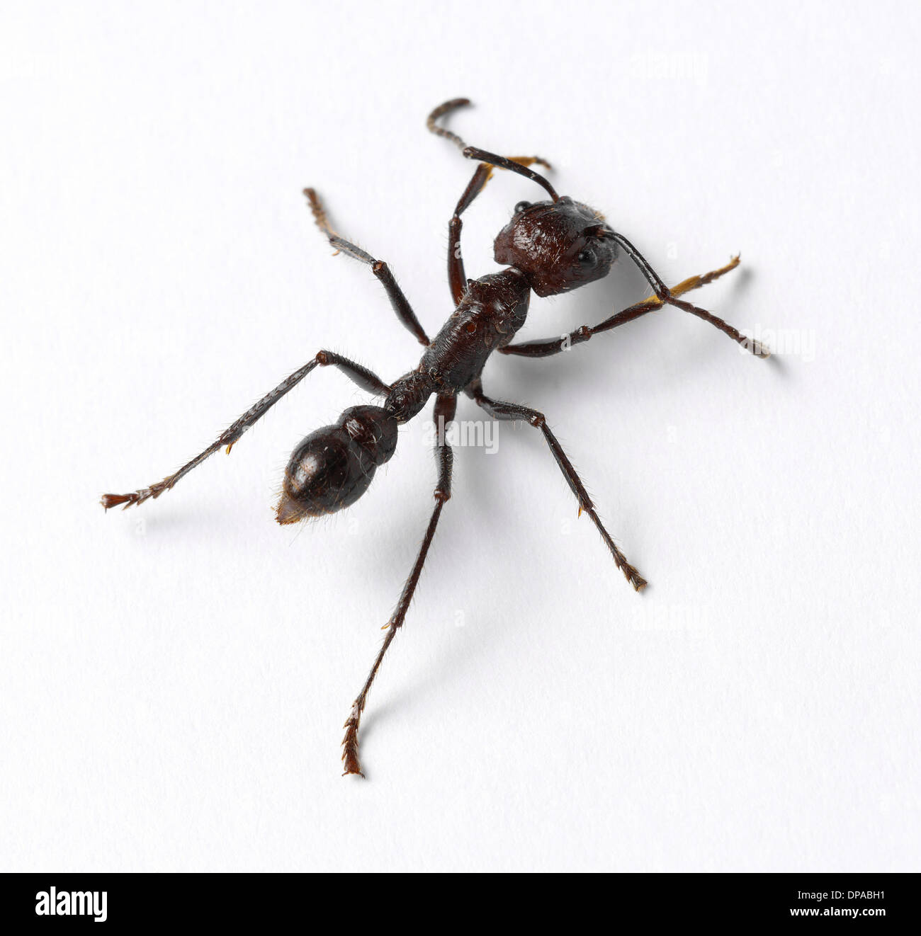 Large ant Stock Photo