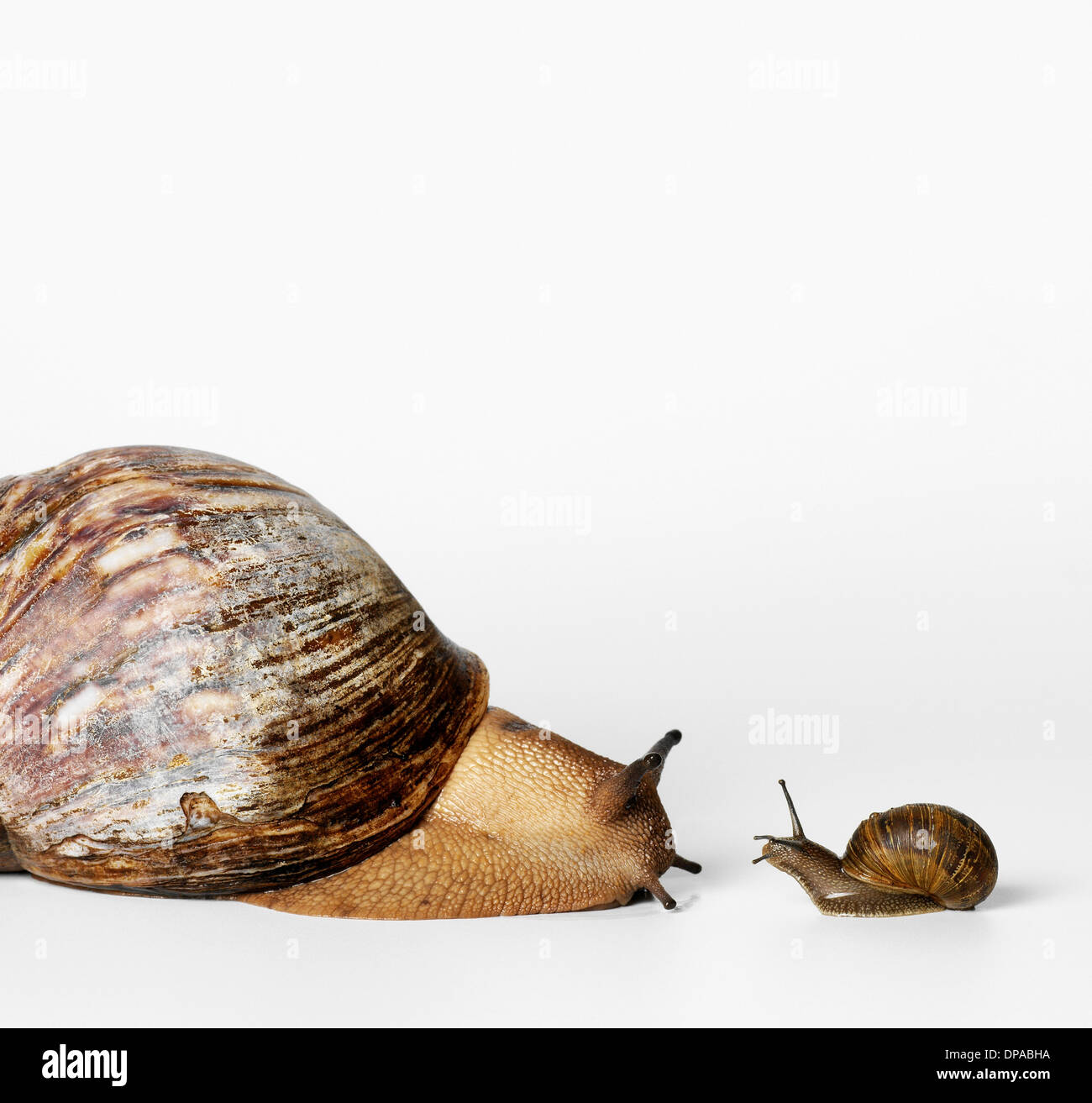 Little and Big Snails Stock Photo