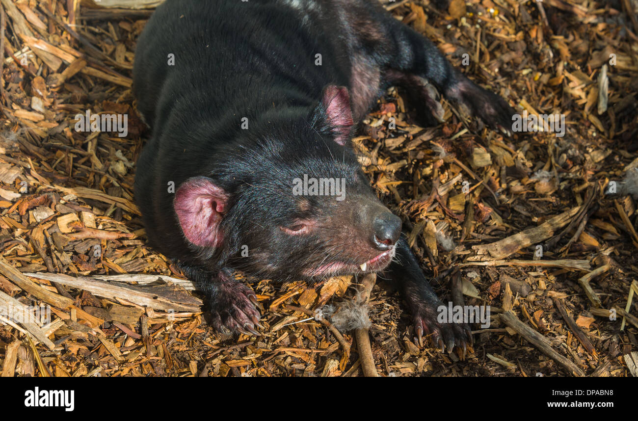 close up shots of the Tasmanian Devil Australia marsupial Stock Photo