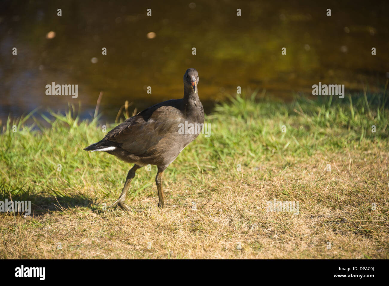 Australian wetland birds coot chick along camera on the water edge the grass Stock Photo - Alamy