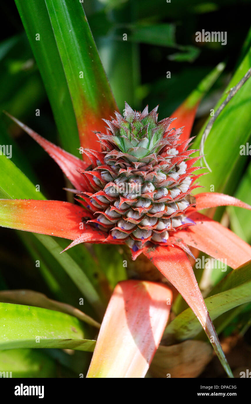 A pineapple growing Stock Photo