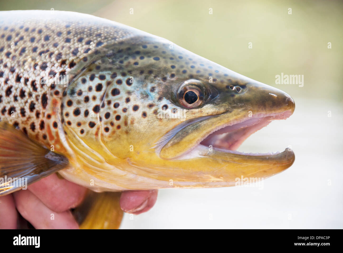 German brown trout hires stock photography and images Alamy
