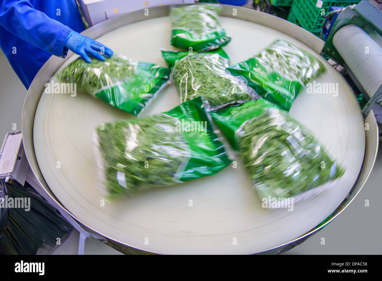 Packets of mixed salad leaves on production line on herb farm Stock Photo
