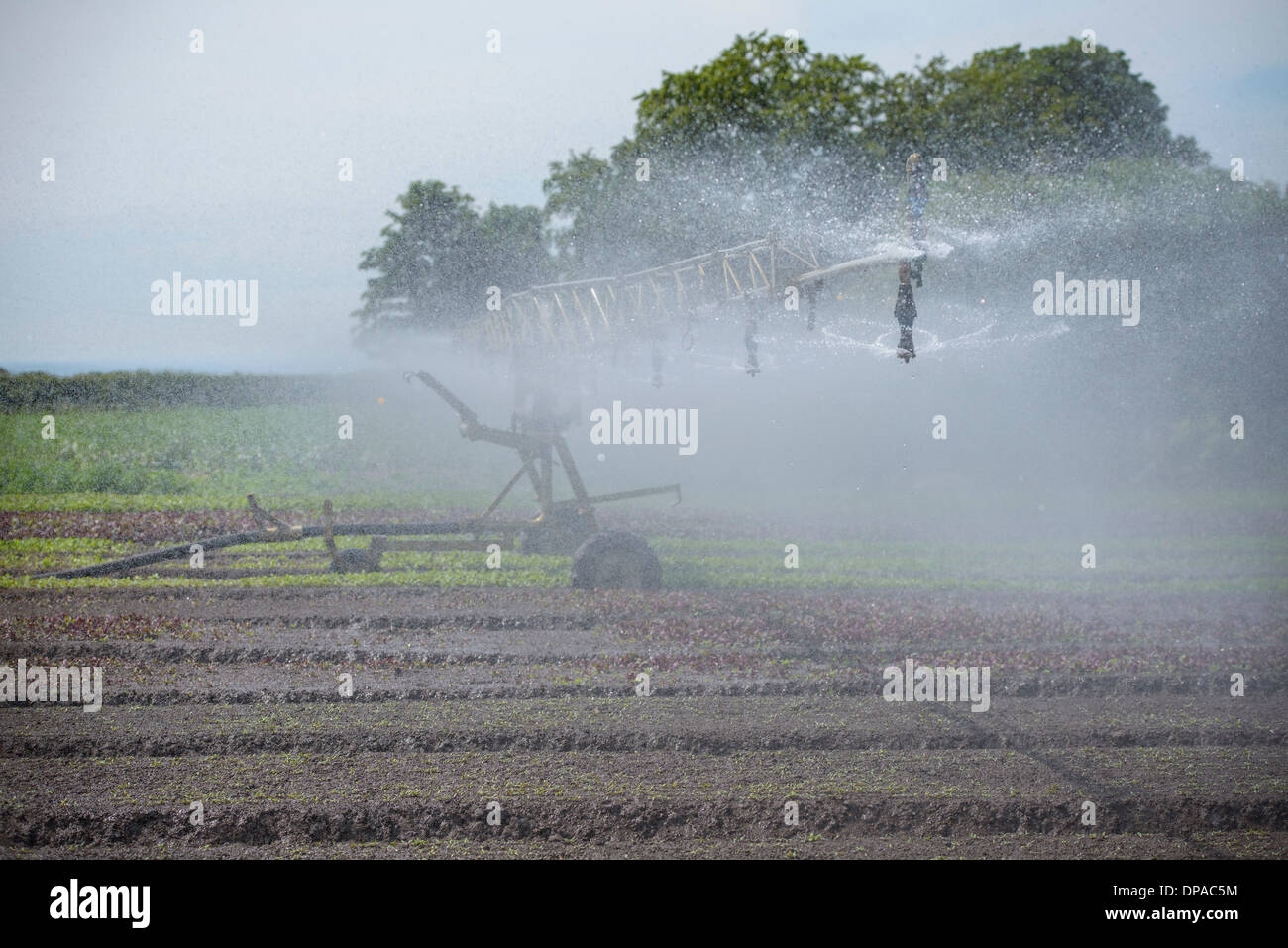 Watering system spraying crops Stock Photo