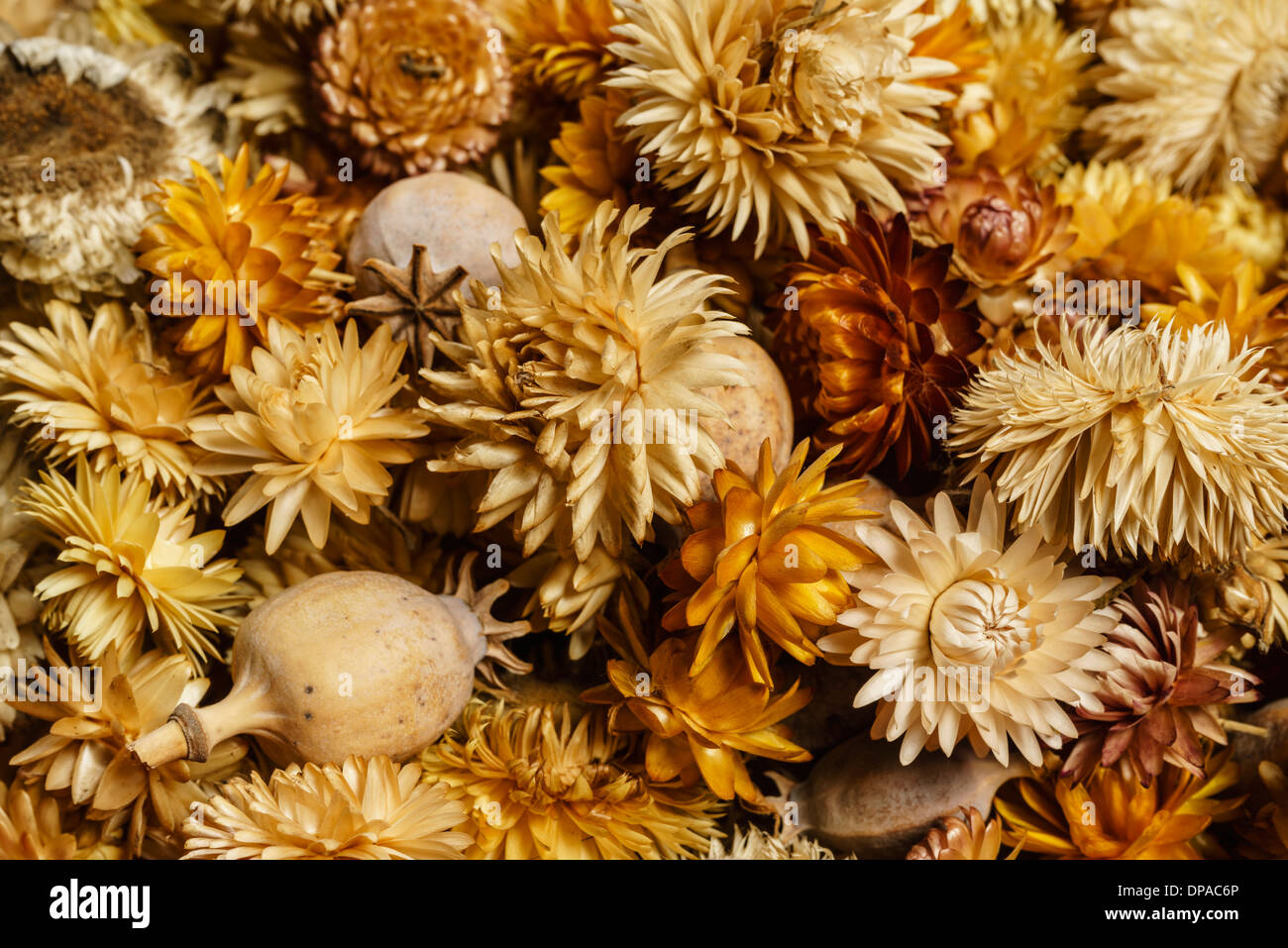 Orange and yellow dried flowers hi-res stock photography and images - Alamy