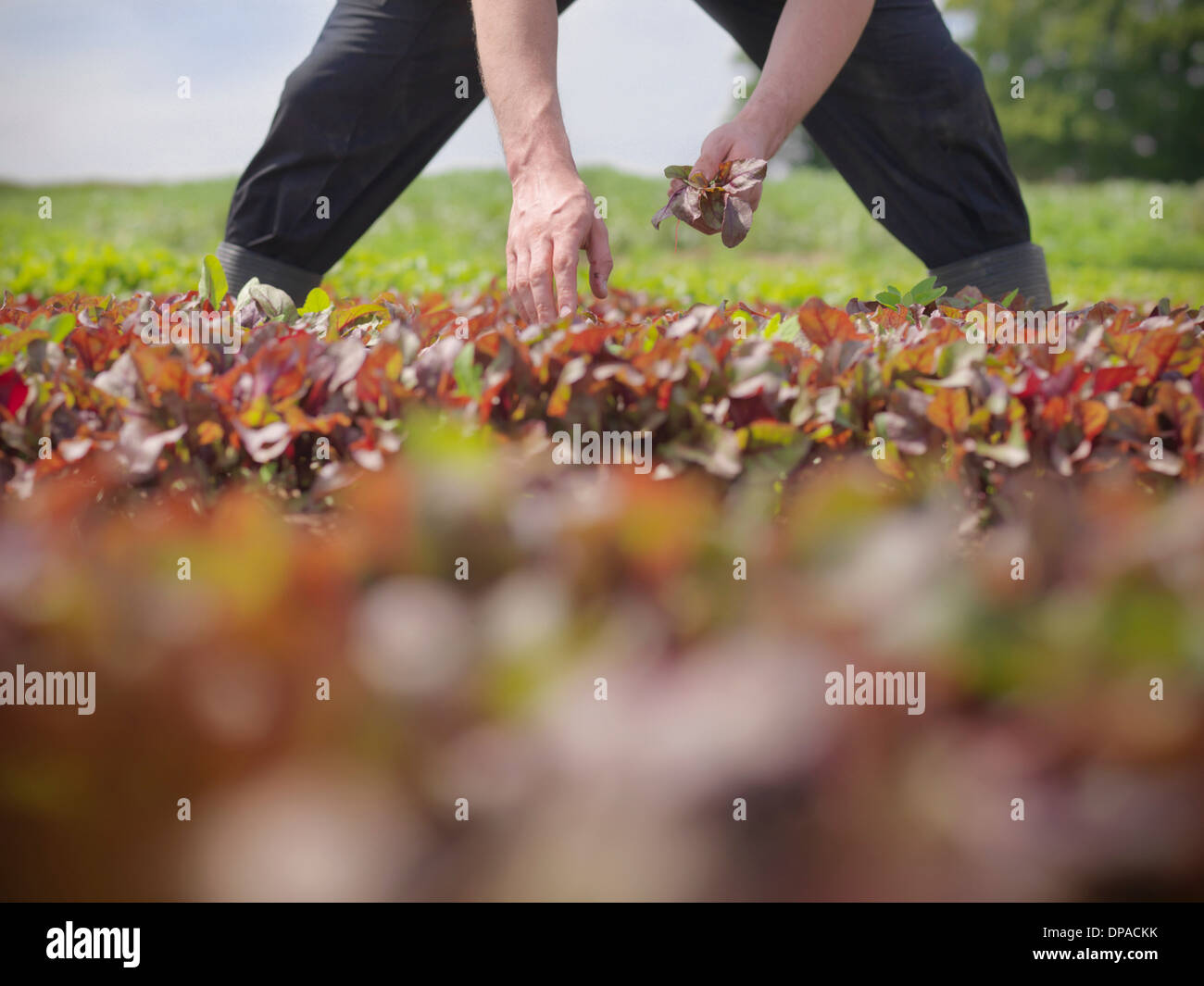 Worker picking salad crop Stock Photo