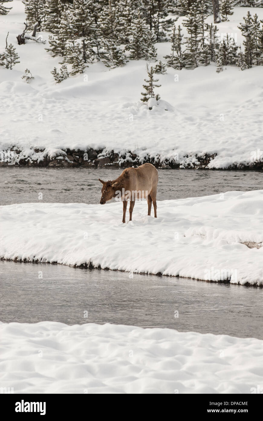 Elk river hires stock photography and images Alamy