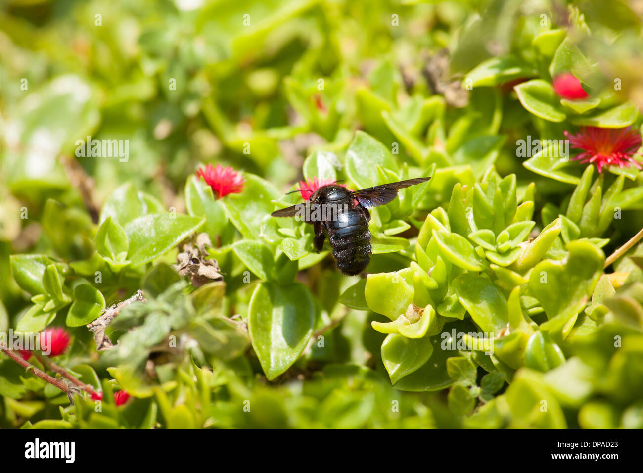 Black carpenter bee on flower Stock Photo Alamy