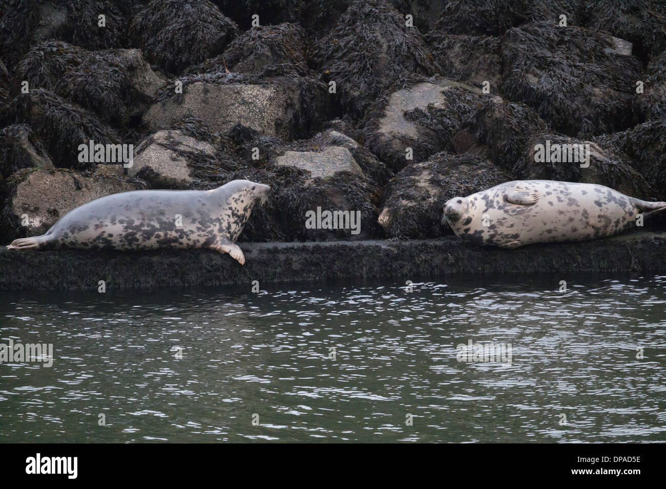 Seals of scotland hires stock photography and images Alamy