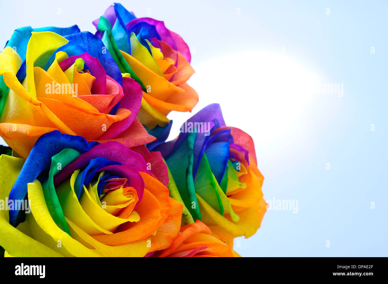 Happy rose hi-res stock photography and images - Alamy