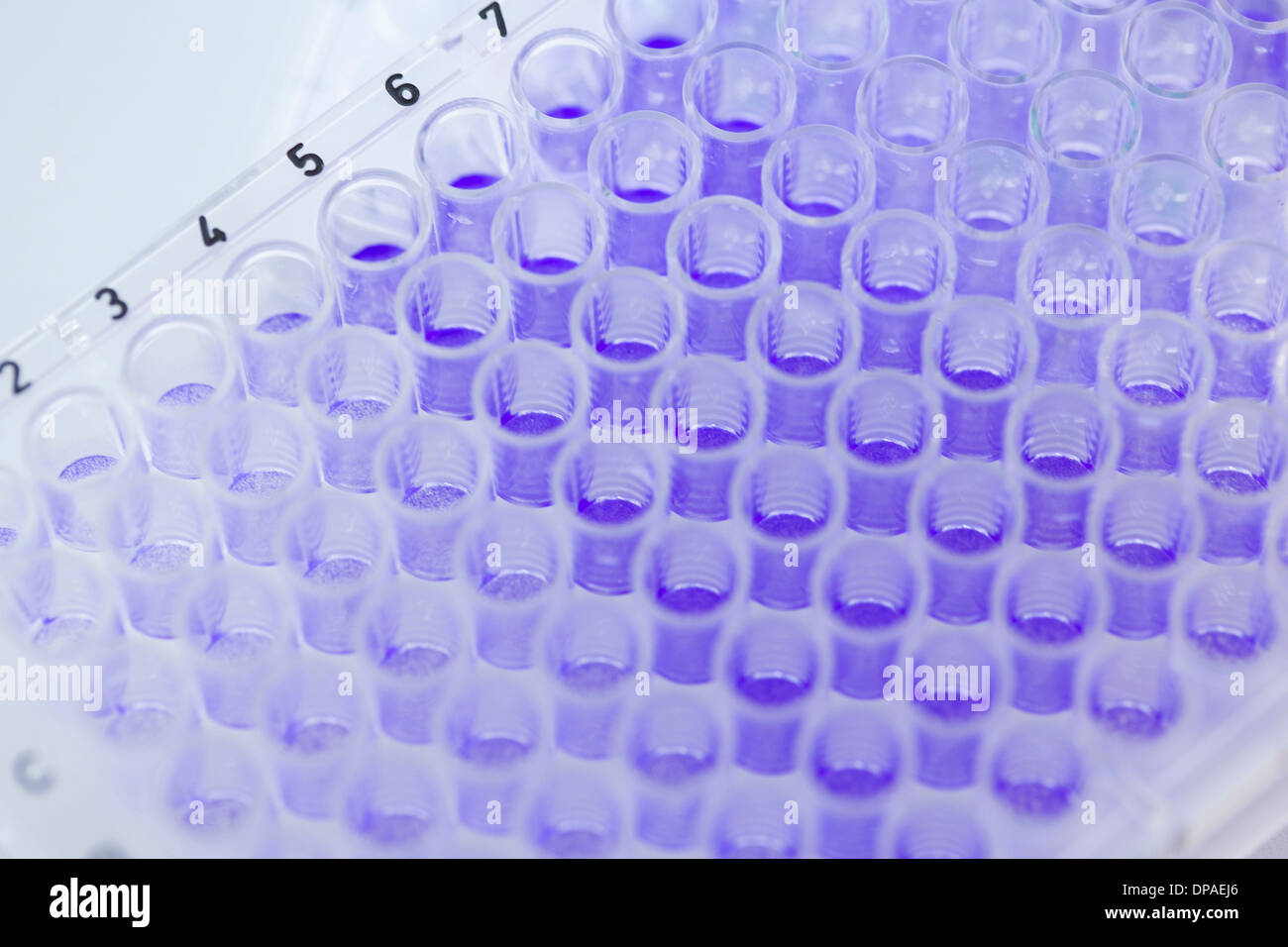 Close up of 96-well microtiter plate with crystal violet solution to examine toxicity Stock Photo