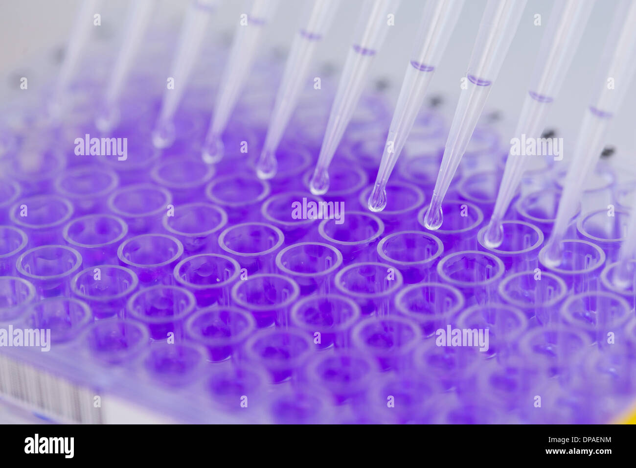 Close up of 96-well microtiter plate with crystal violet solution to examine toxicity Stock Photo