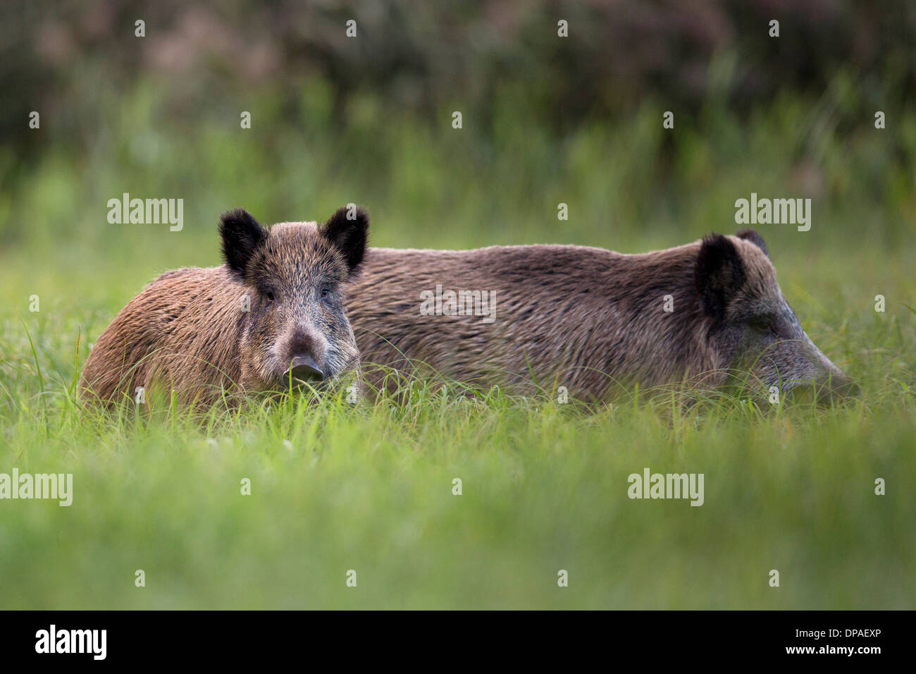 Boars in the clearing. Stock Photo