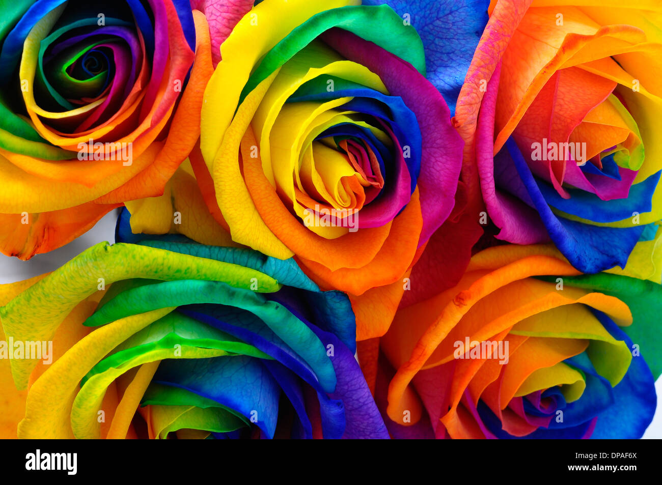Happy rose hi-res stock photography and images - Alamy