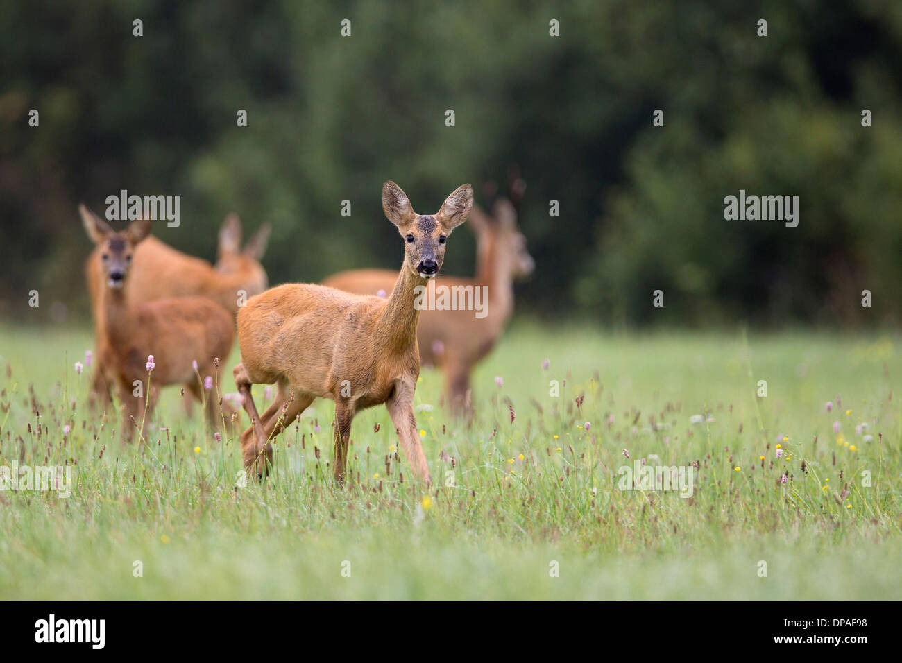 Deer with family Stock Photo