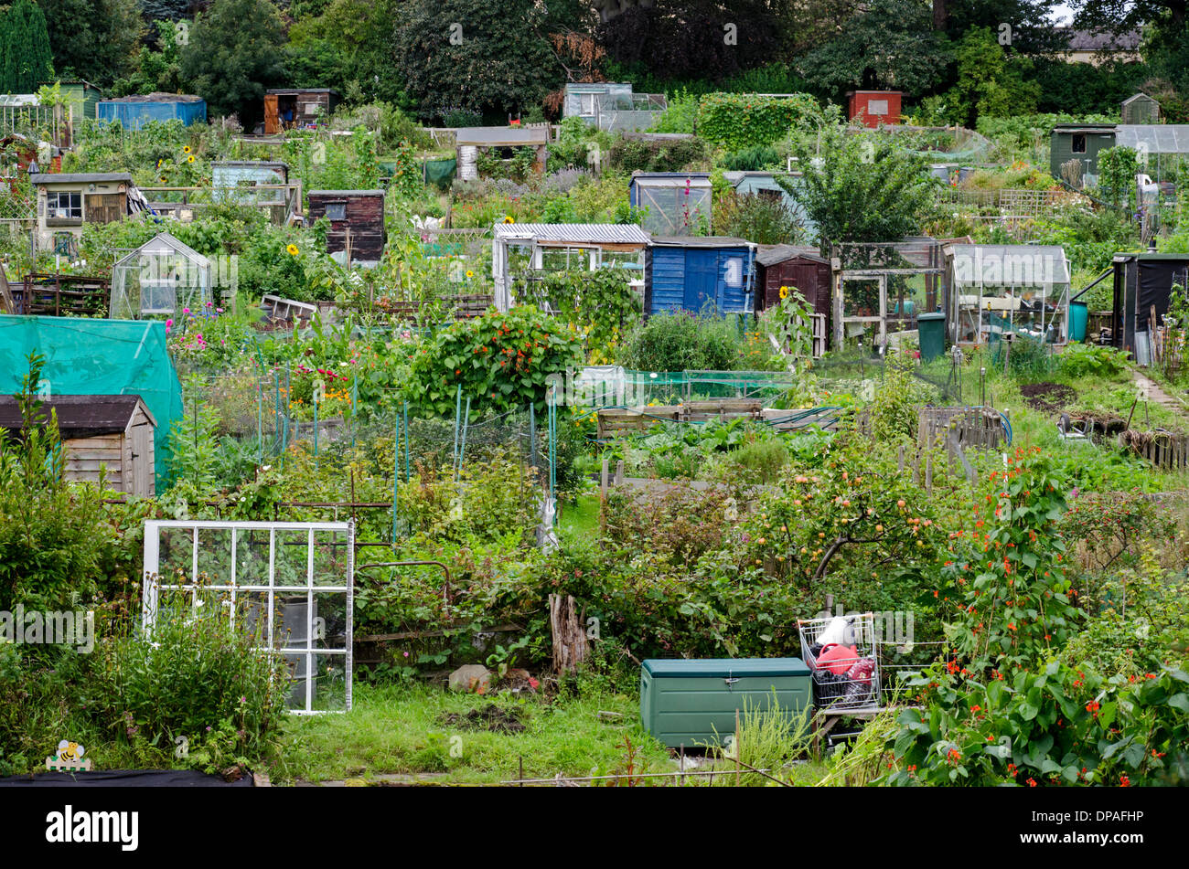 Allotments in summer in the Warriston area of Edinburgh, Scotland Stock Photo 65385314 Alamy