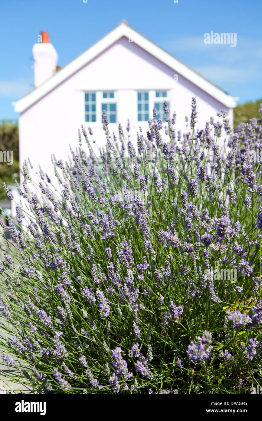 Lavendar in front of pink house, Rhosneigr, Anglesey, North Wales Stock Photo