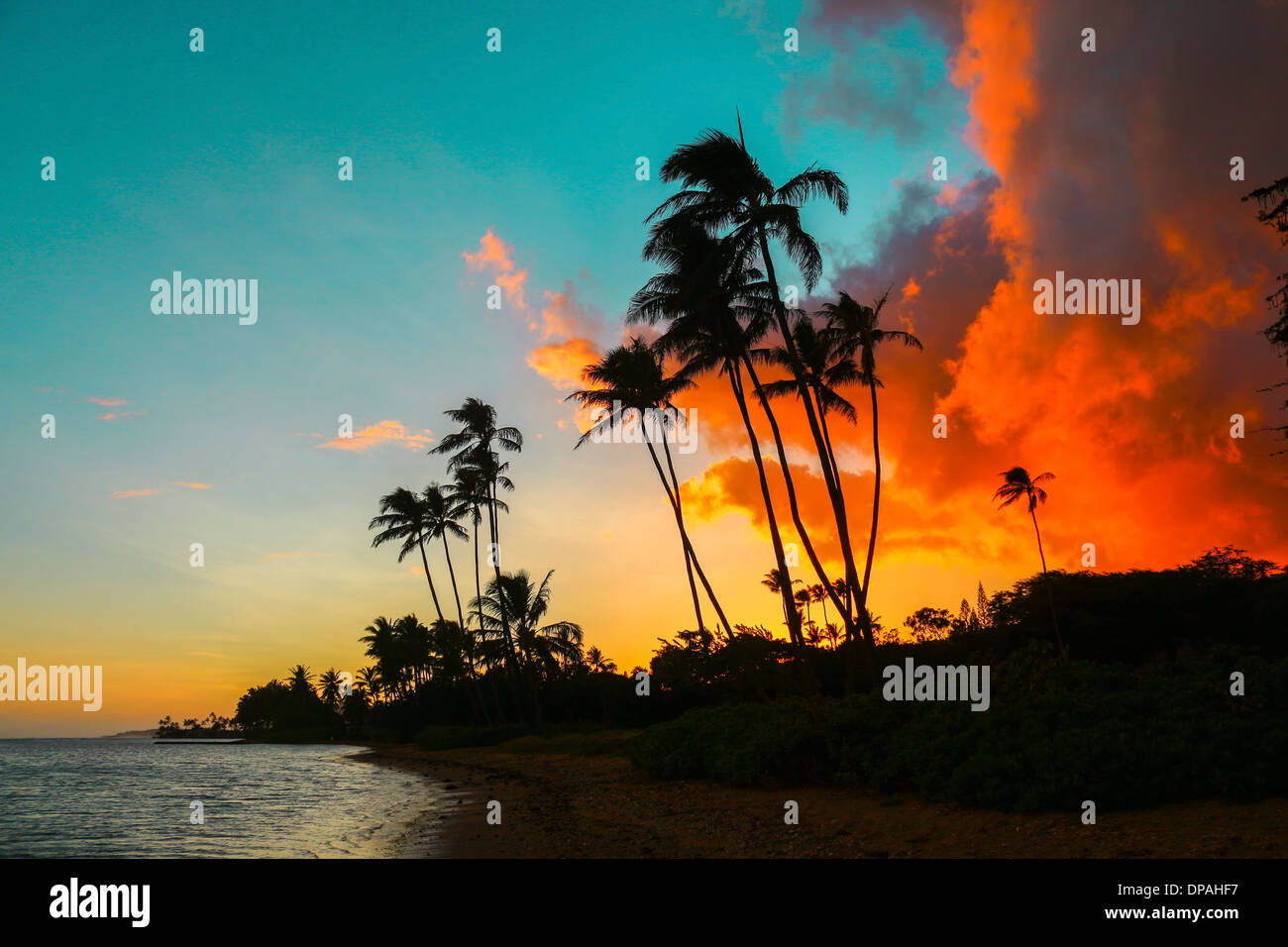Colorful sunset with palm trees on beach in Hawaii Stock Photo - Alamy