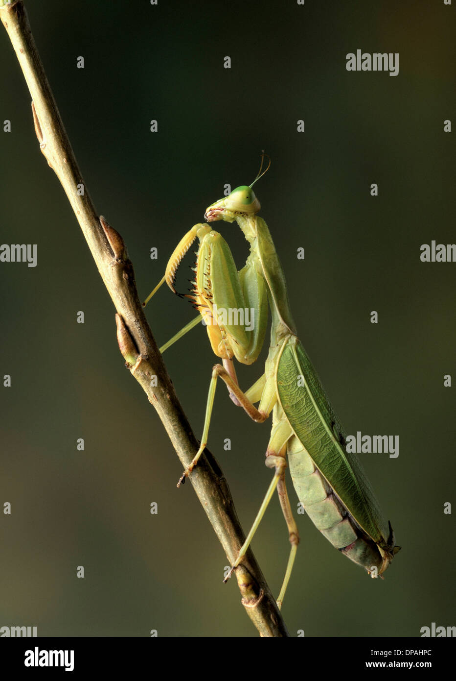 Praying Mantis on a branch Stock Photo