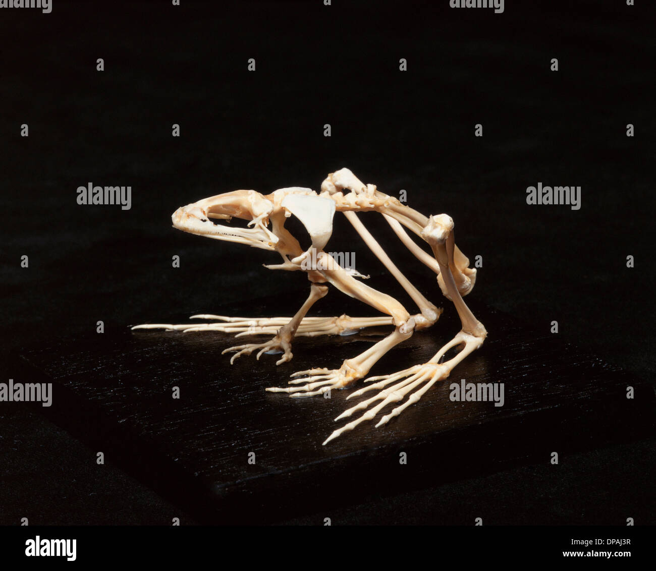 Frog skeleton, studio shot Stock Photo