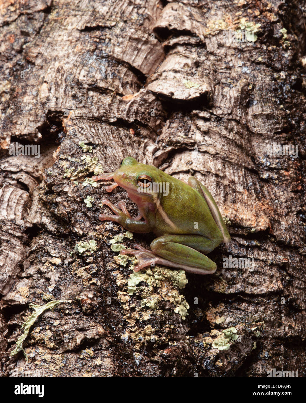 Tree frog on bark Stock Photo