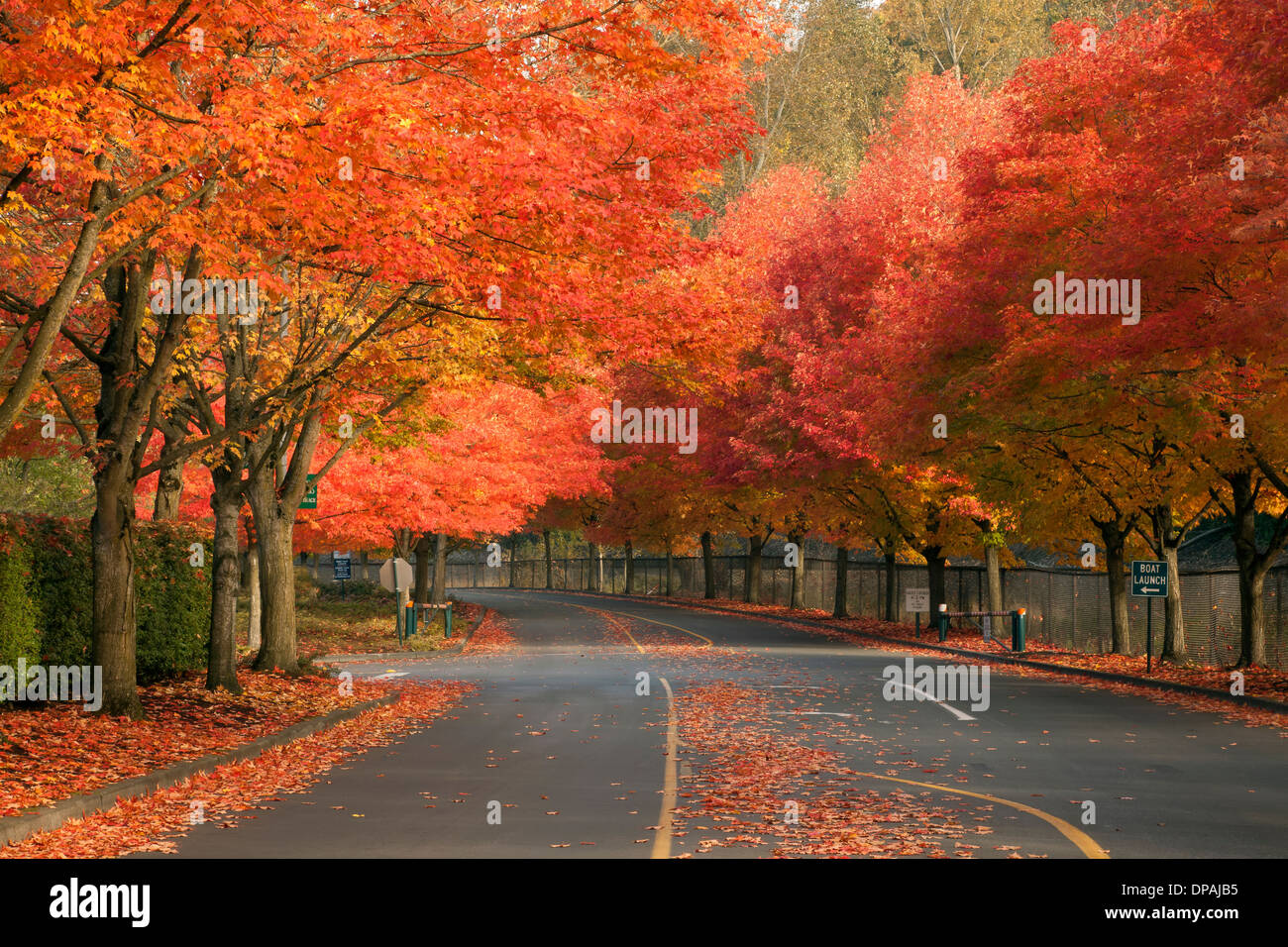 WASHINGTON - Autumn along the tree lined road at Coulon Memorial Park located at the south end of Lake Washington in Renton. Stock Photo
