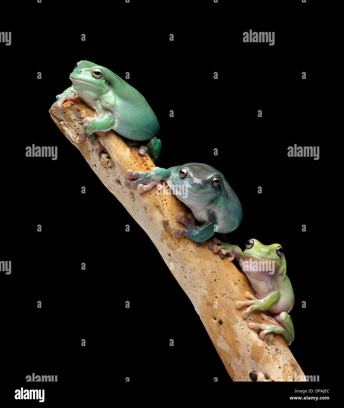 Three tree frogs on a branch Stock Photo Alamy