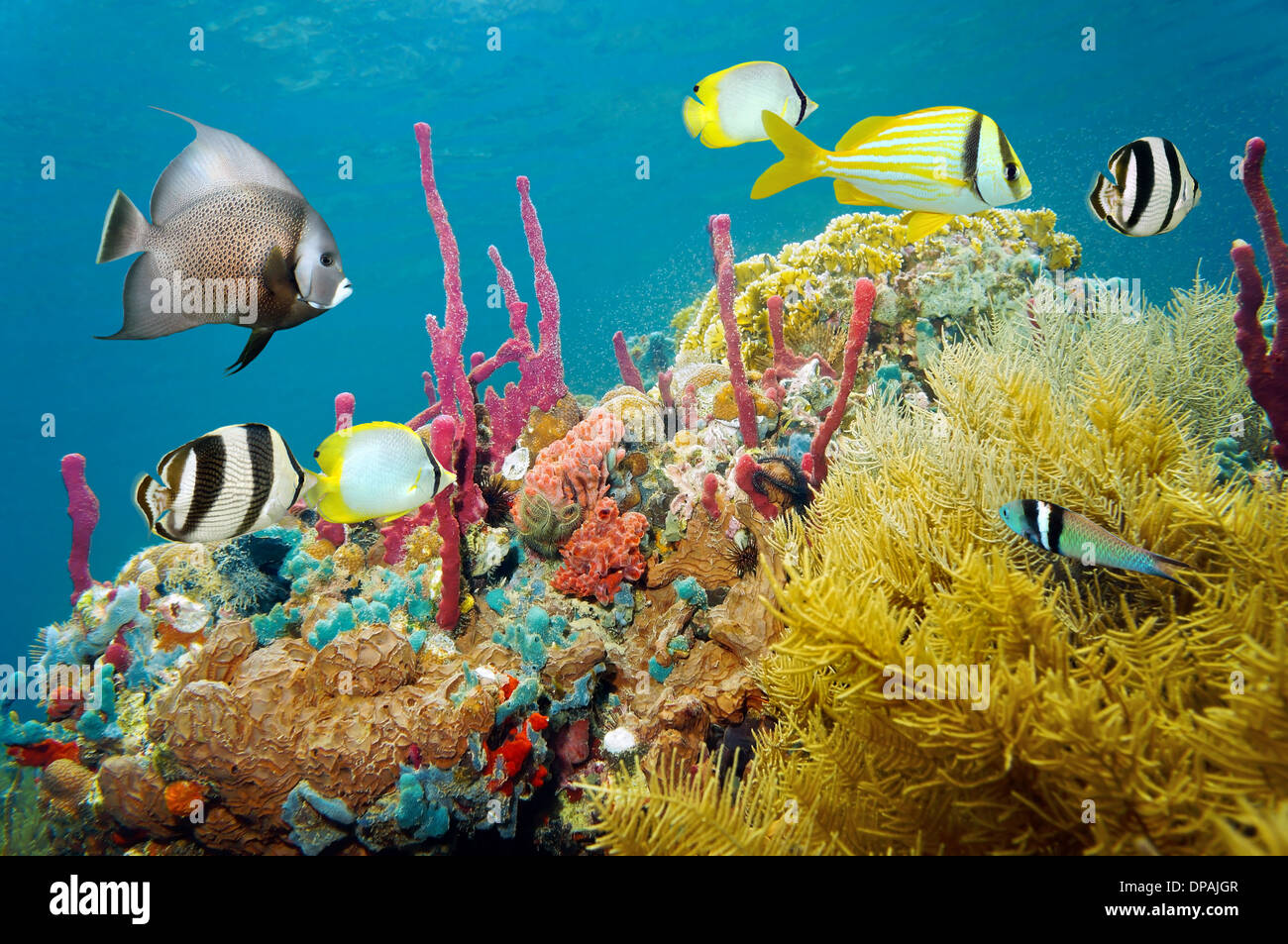 Colorful Tropical Fish With Marine Worms And Sea Sponges, 51% OFF