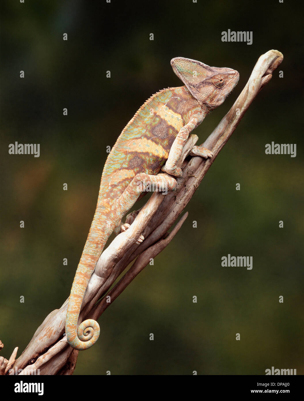 Chameleon on a branch Stock Photo