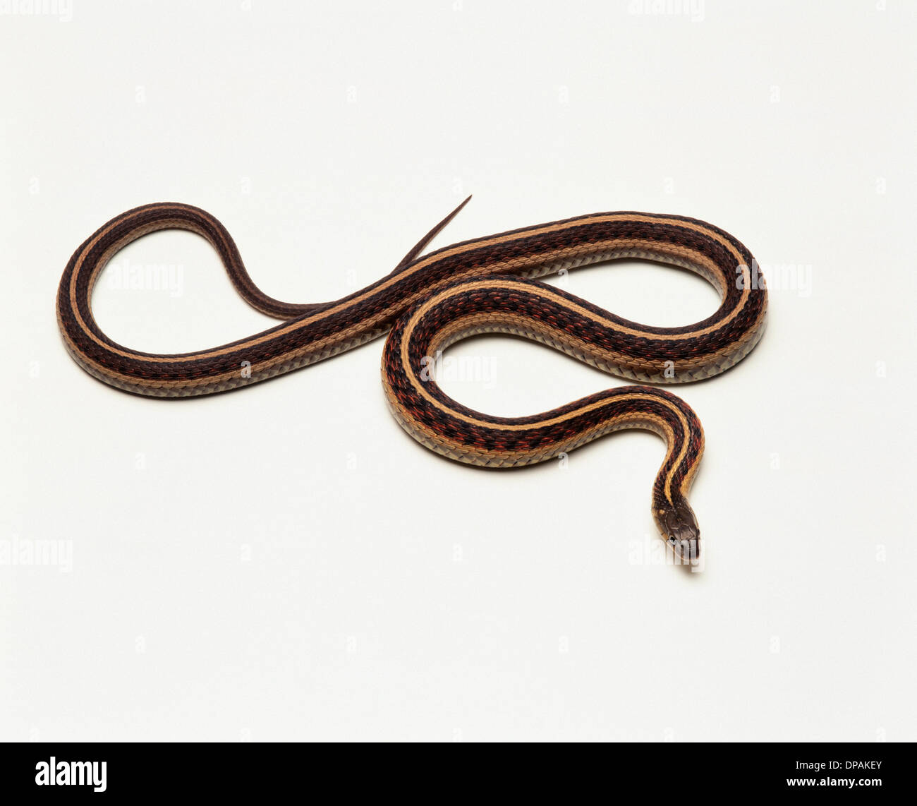 Garter Snake, studio shot Stock Photo