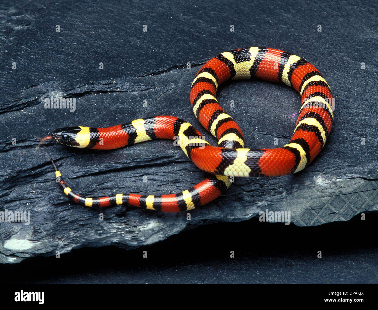 Pueblan Milk Snake (Lampropeltis triangulum campbelli) Stock Photo