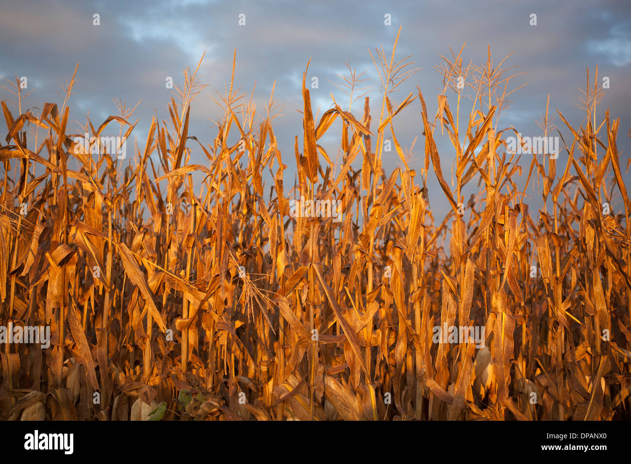 Corn field in the fall at sunrise Stock Photo 65390248 Alamy