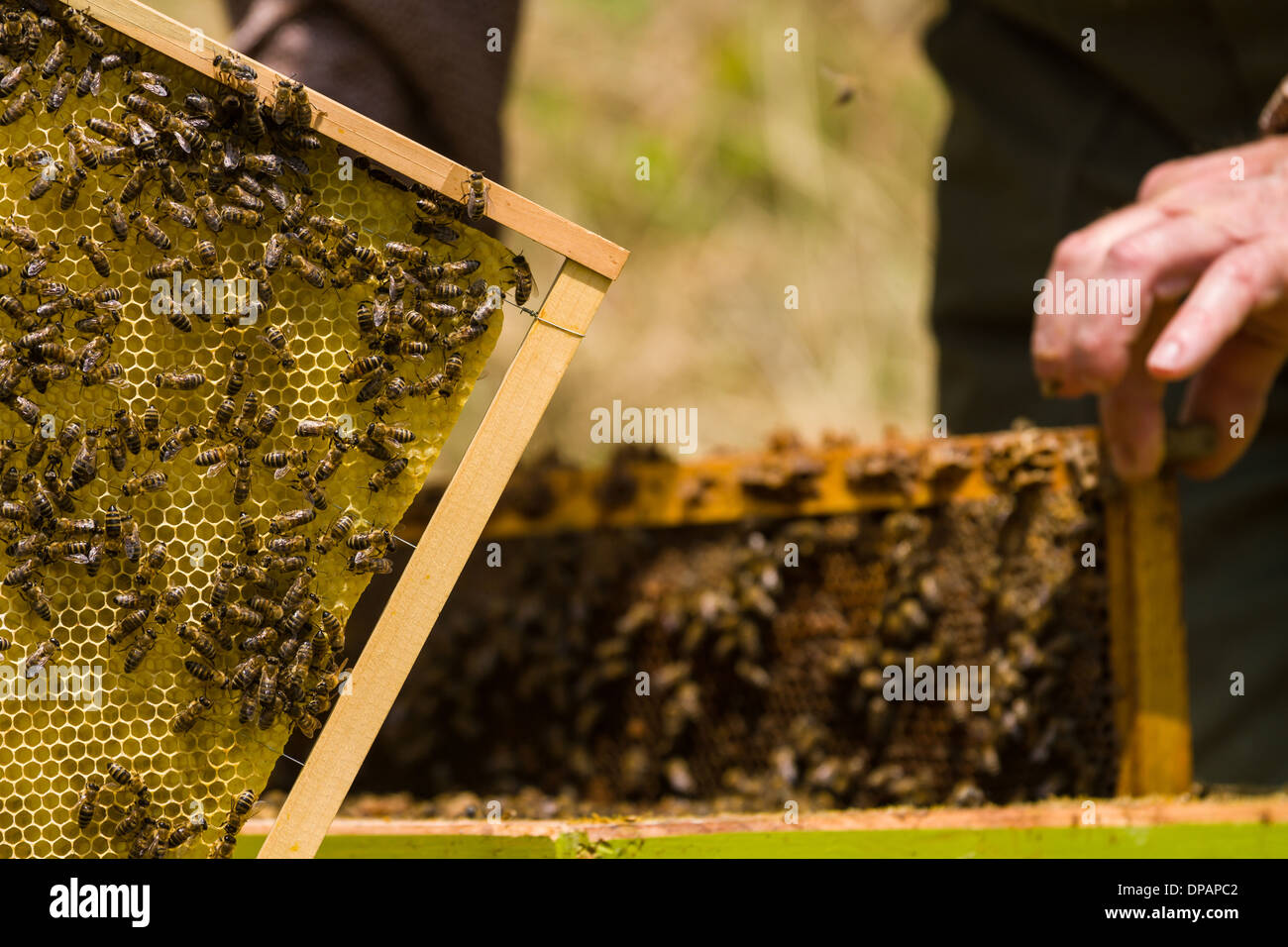 Golden beehive house hi-res stock photography and images - Alamy