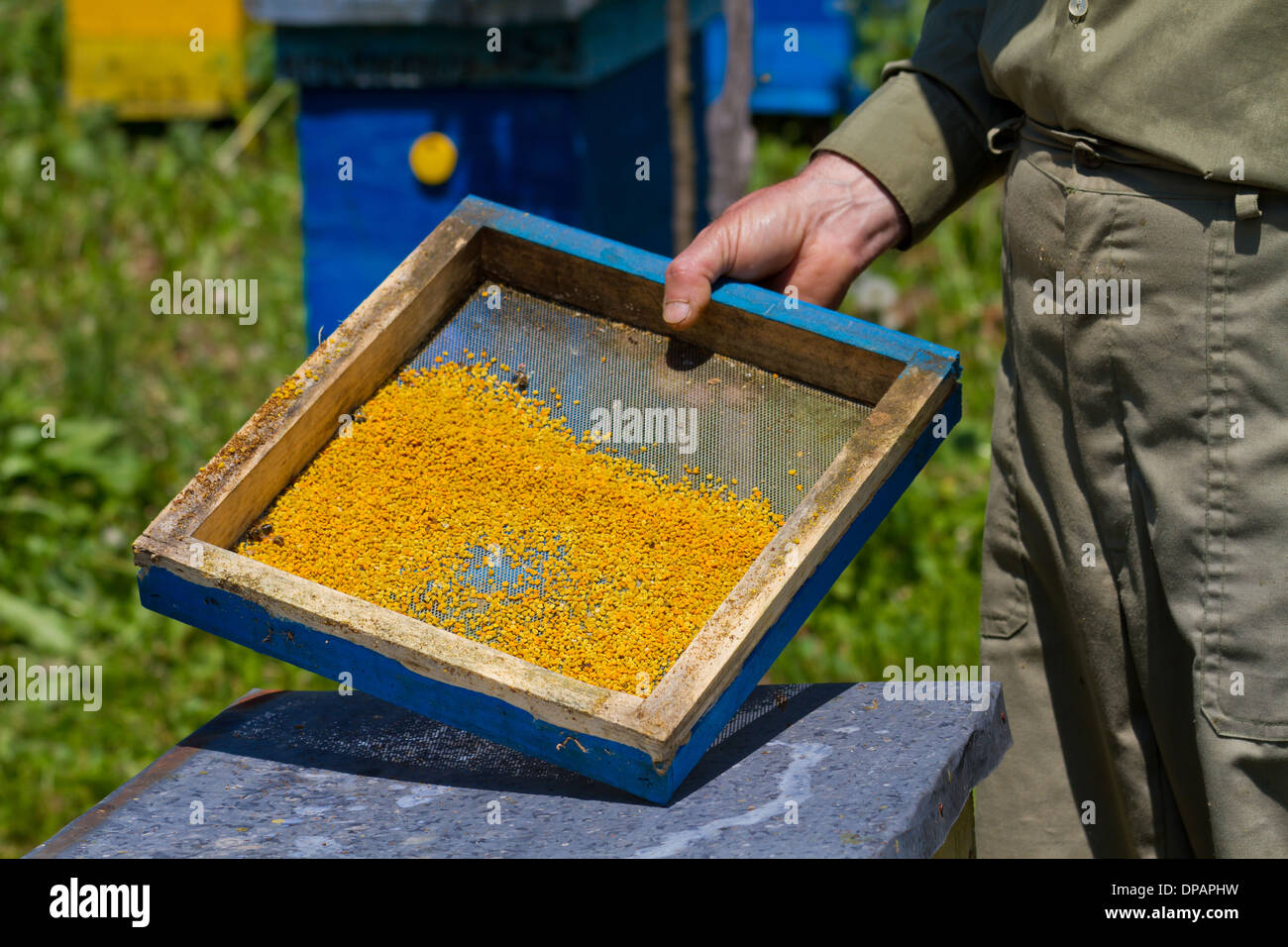 Fresh yellow pollen from beehive Stock Photo Alamy