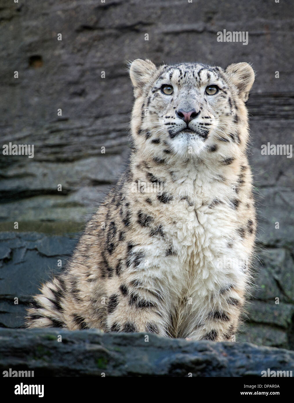 Male Snow Leopard Cub Sitting On Rocks Stock Photo Alamy Male Snow Leopard Cub Sitting On Rocks Stock Photo Alamy