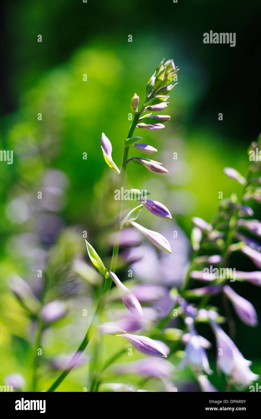 A close-up picture of a purple flowers Stock Photo - Alamy