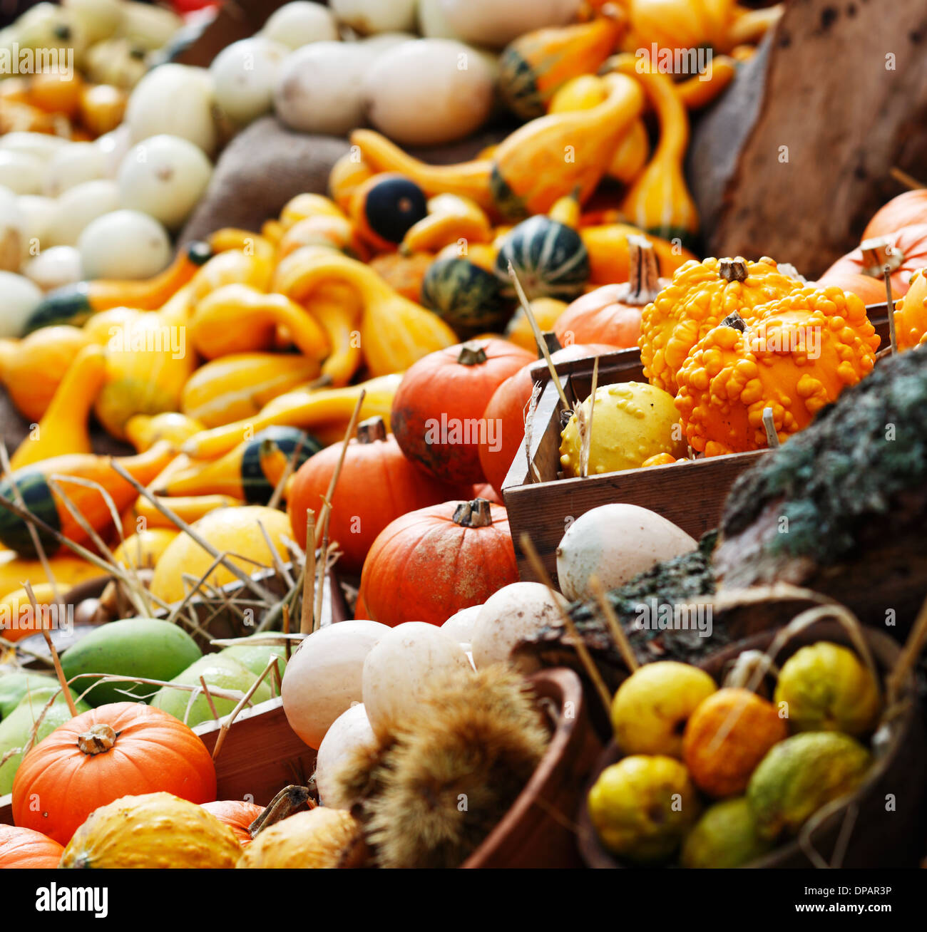 Composition of pumpkins and summer and winter squashes Stock Photo