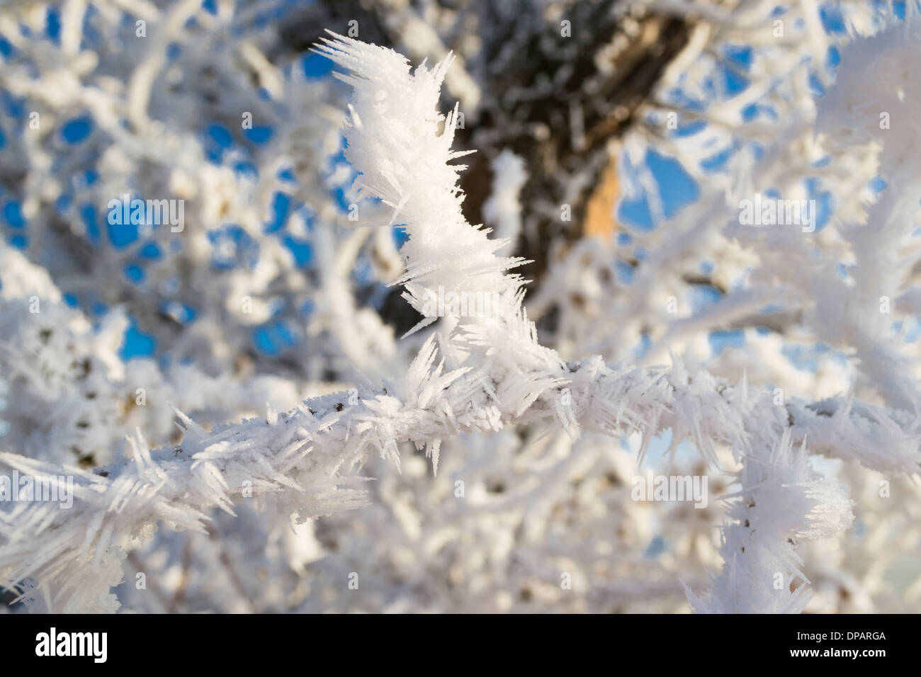 Tree branches covered in hoar frost Stock Photo - Alamy