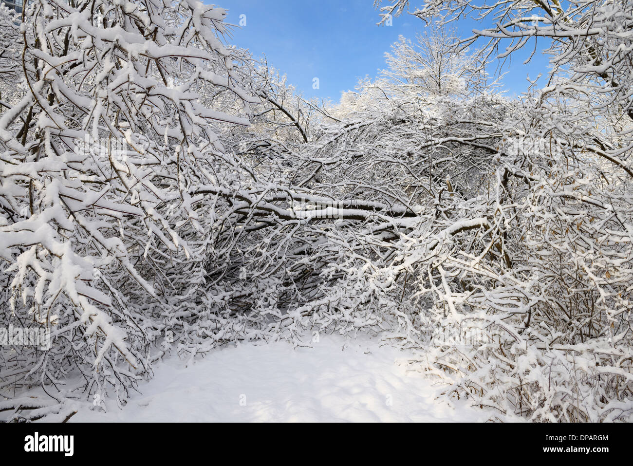 Forest path in Park along Humber river blocked by fallen trees covered in ice and snow Toronto after a storm Stock Photo