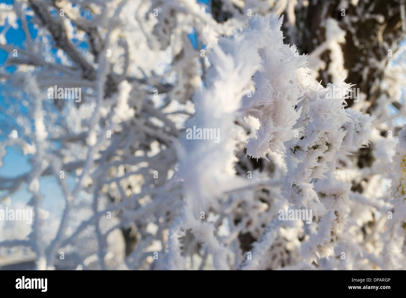 Tree branches covered in hoar frost Stock Photo - Alamy