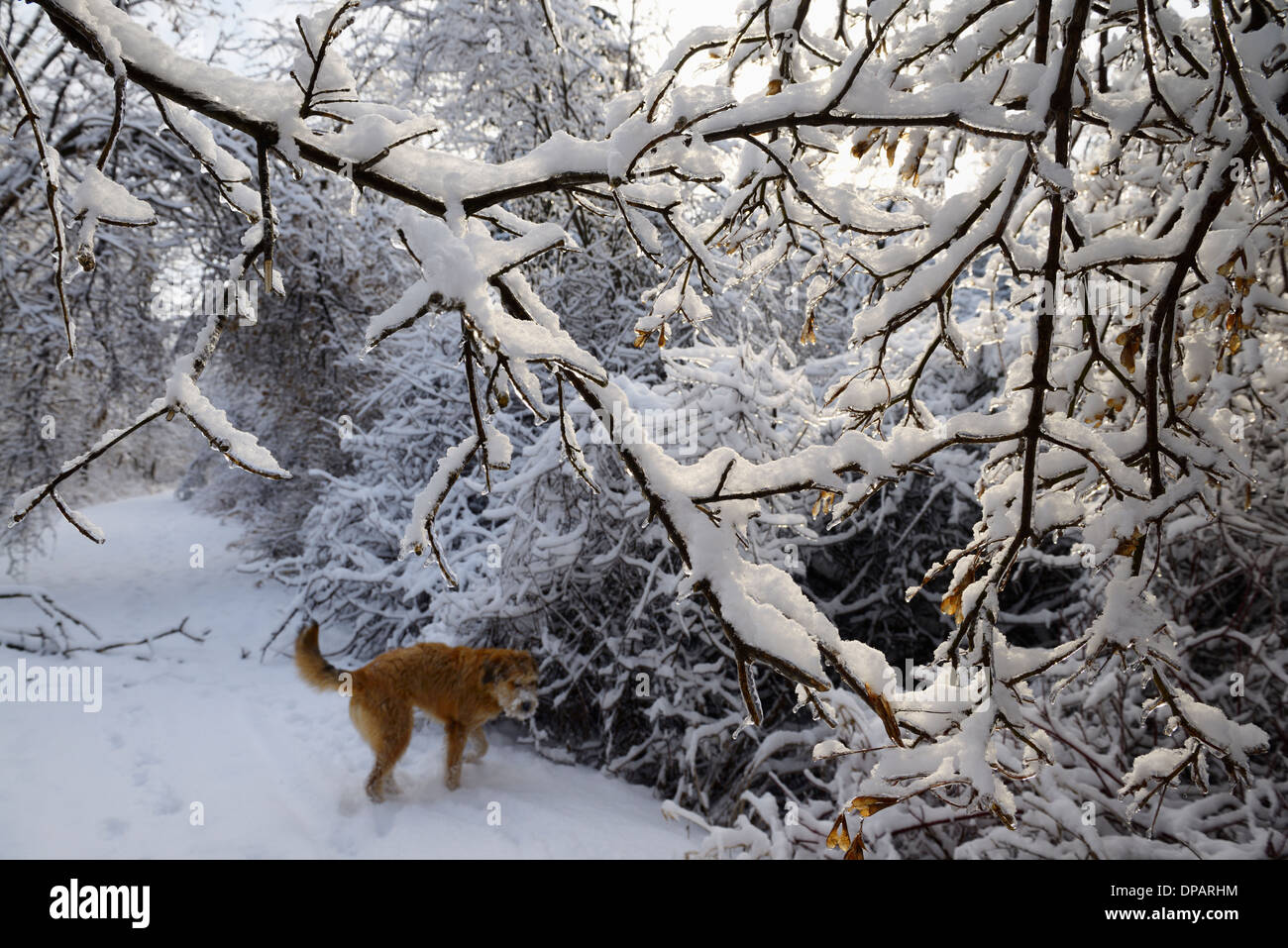 Ice and snow on tree branches on forest path with dog after storm in Toronto Stock Photo