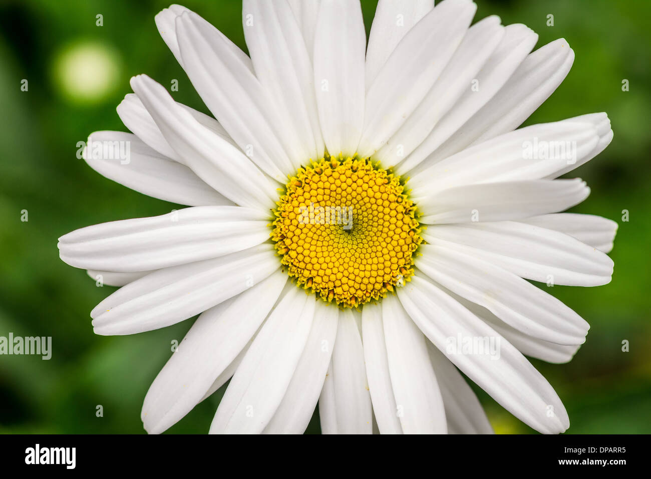 Closeup of summer wildflowers - Daisy Stock Photo - Alamy