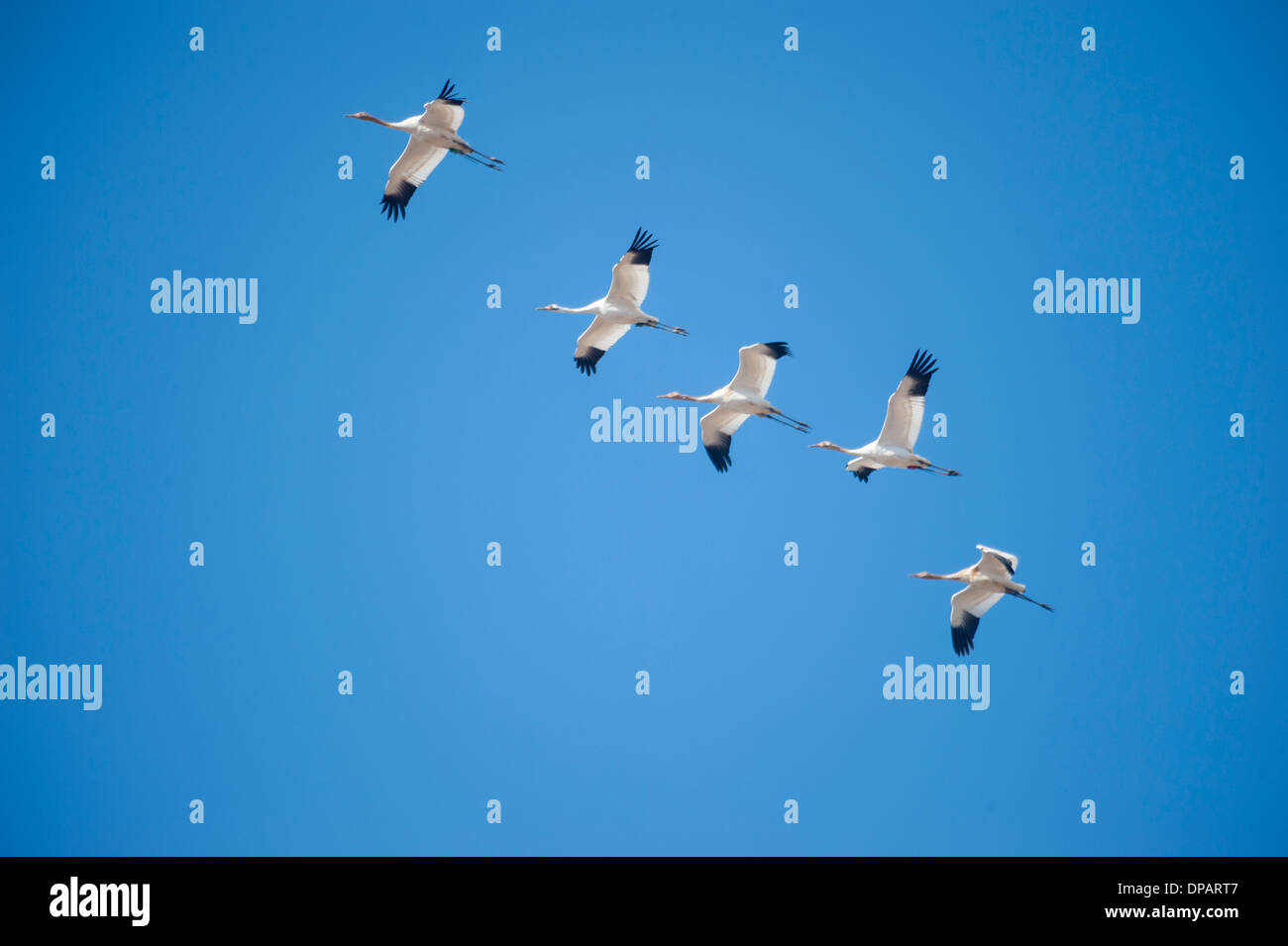 Whooping Cranes migrating Stock Photo