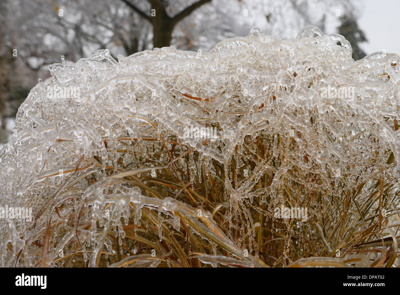 Ice and icicles on switchgrass after a freezing rain ice storm in Toronto Stock Photo