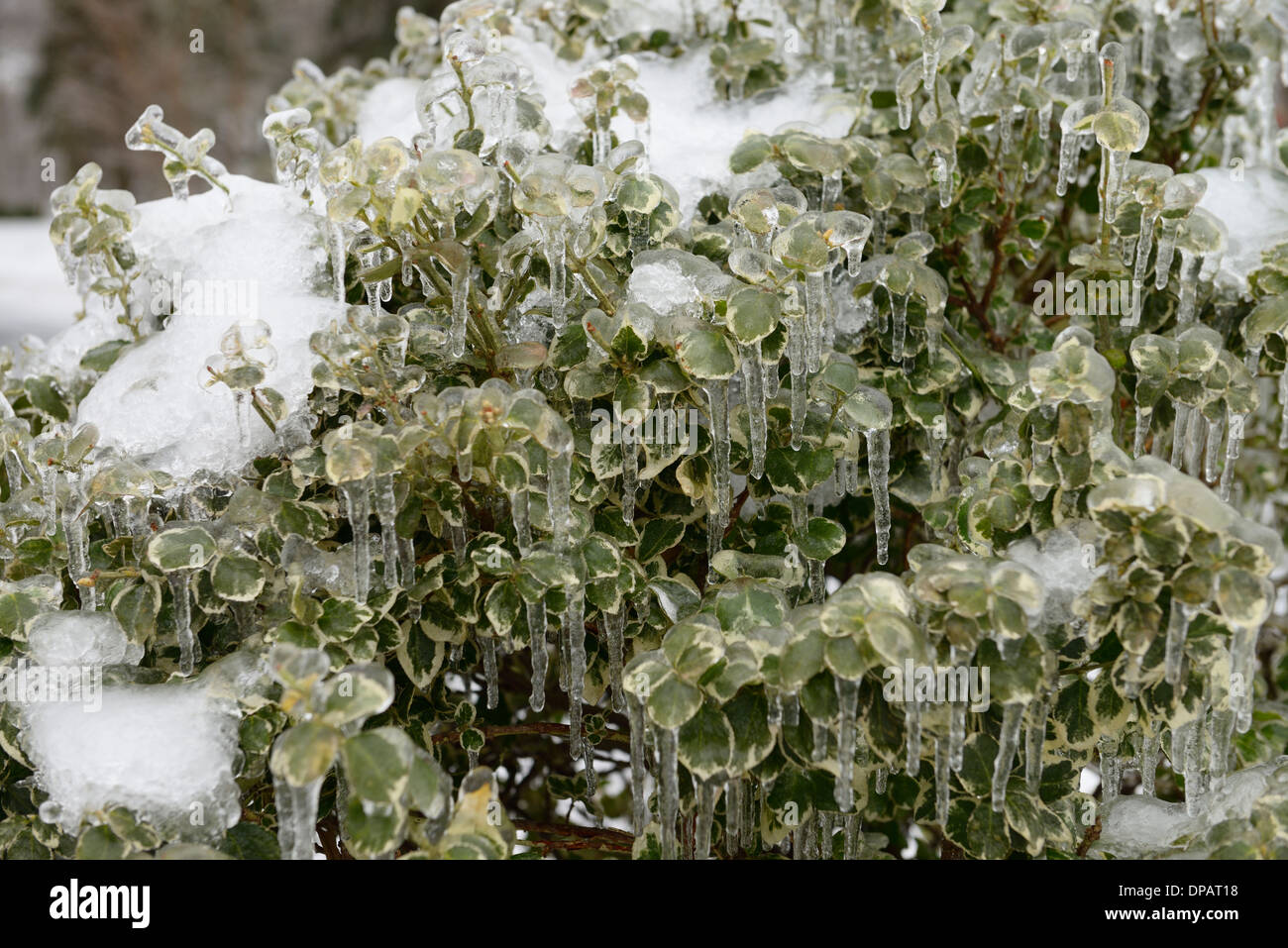 Ice and icicles on Euonymus bush after a freezing rain ice storm in Toronto Canada Stock Photo