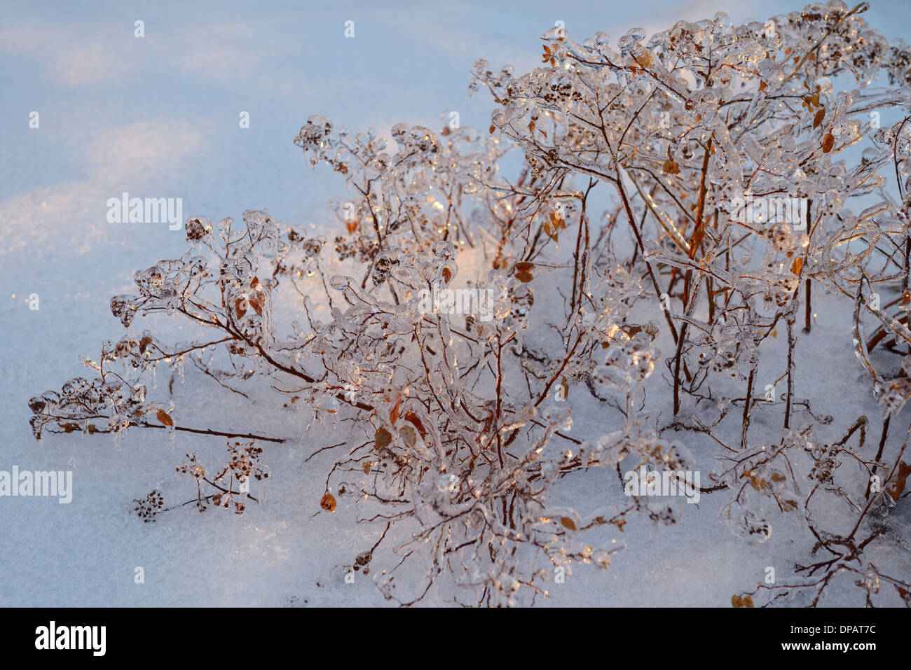 Thick ice on a Spirea plant in winter snow after a freezing rain ice storm in Toronto 2013 Stock Photo