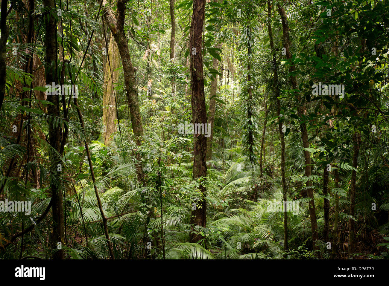 Daintree National Park, Queensland, Australia Stock Photo Alamy