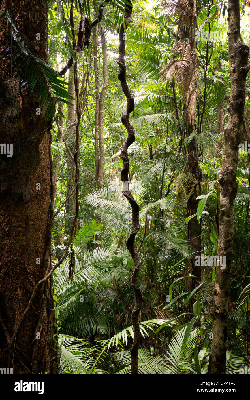 Daintree National Park, Queensland, Australia Stock Photo 65392152 Alamy
