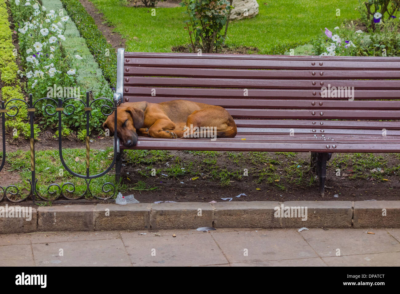 A brown dog asleep on park bench in the plaza 25 de Mayo, Sucre, Bolivia. Stock Photo